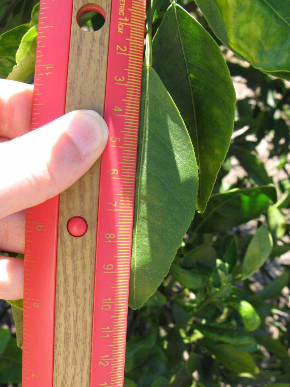              Unifoliolate leaf (Winter Haven, FL)       